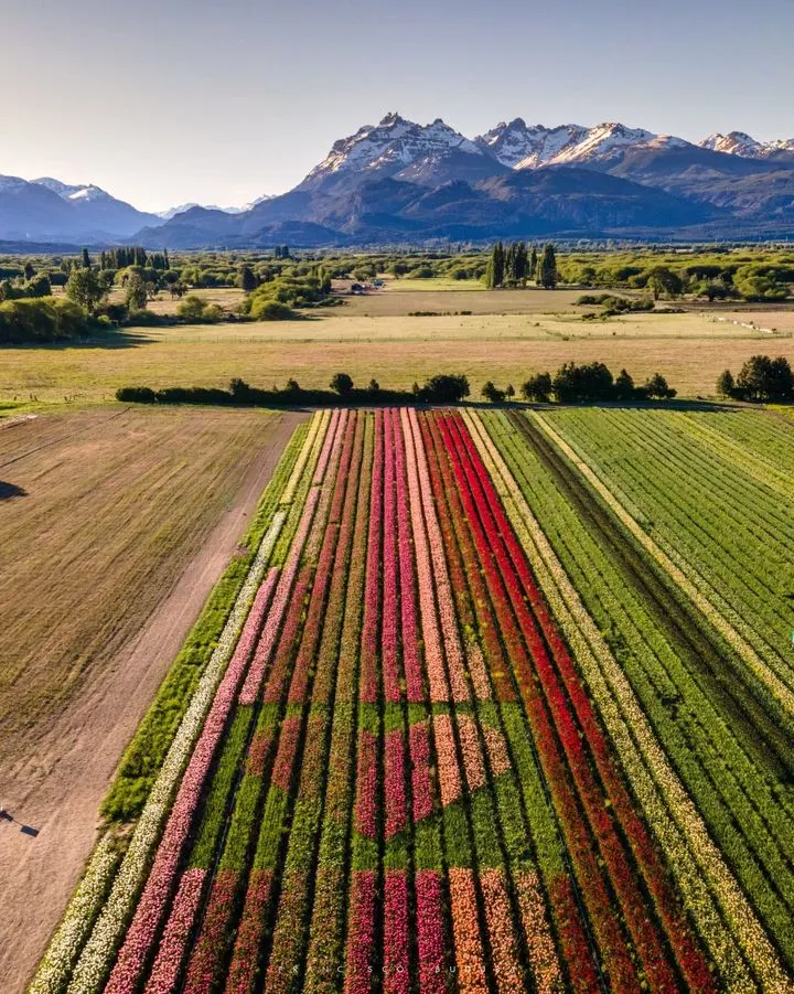 Campos de tulipanes